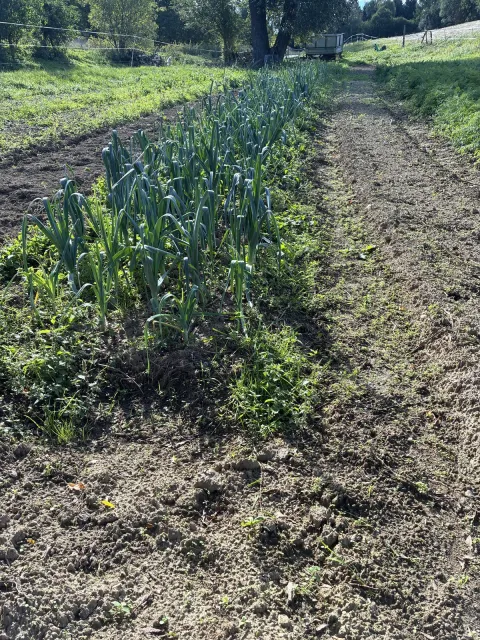 Rząd pora w organicznym ogrodzie aszramu