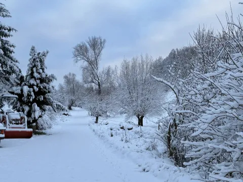 Zimowa droga wśród zaśnieżonych drzew